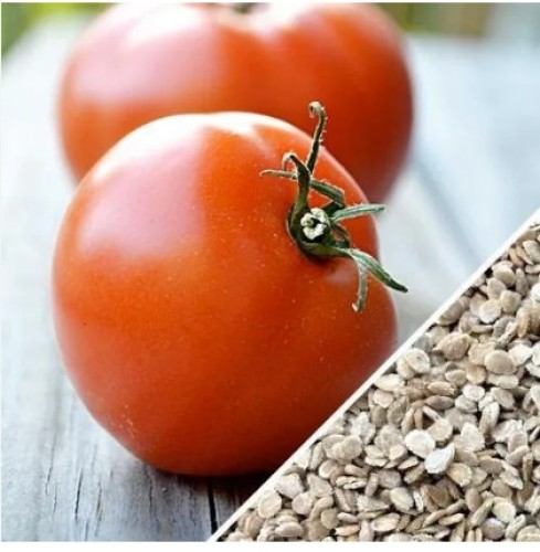 Advantages of Tomato Seed