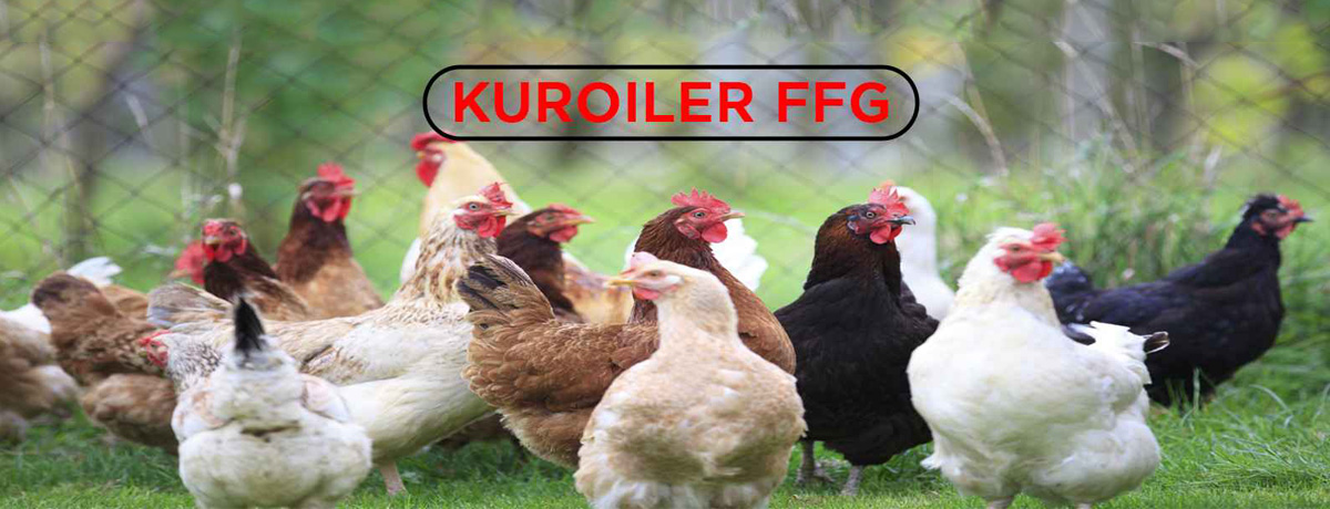 M/S K. A. Poultry Farm