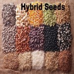 Hybrid Seeds