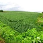 Agricultural Land Leasing