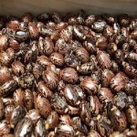 Castor Oil Seed