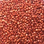 Sorghum Sudan Grass Seeds