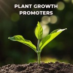 Plant  Promoters