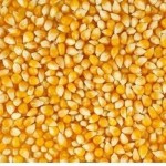Hybrid Maize Seed