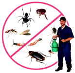 Insect Control Service