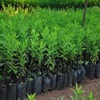 Eucalyptus Clone Plants