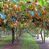 Kiwi Fruit Plant