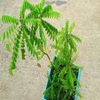 Ayurvedic Plants
