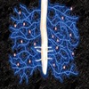 Vesicular Arbuscular Mycorrhiza