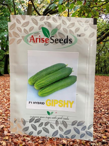 F1 Hybrid Gipshy Cucumber Seeds Supplier in piedmont