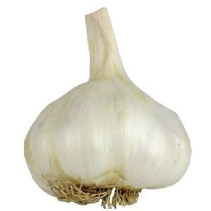 Fresh Garlic