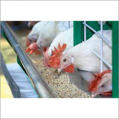 Chicken Feed Pellet