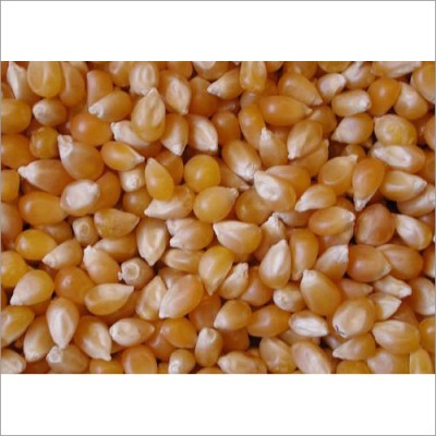 Yellow Dry Maize