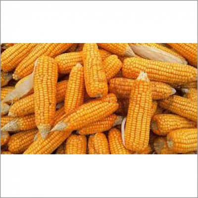 Yellow Organic Maize