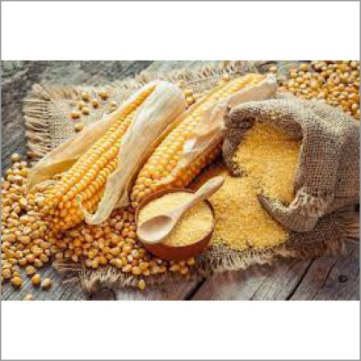 High Quality Yellow Maize