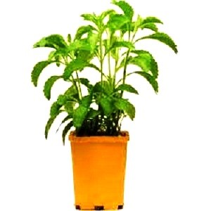 Stevia plant