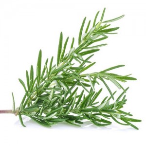 Rosemary Leaves