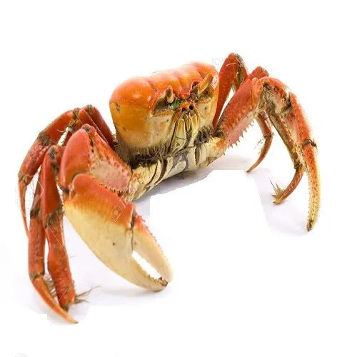 Crab