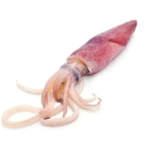 Squid