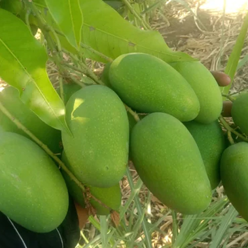 Fresh Kesar Mango