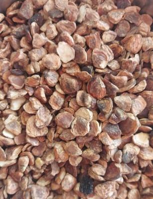 Golambi Seed