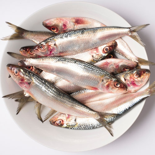 Sardinte