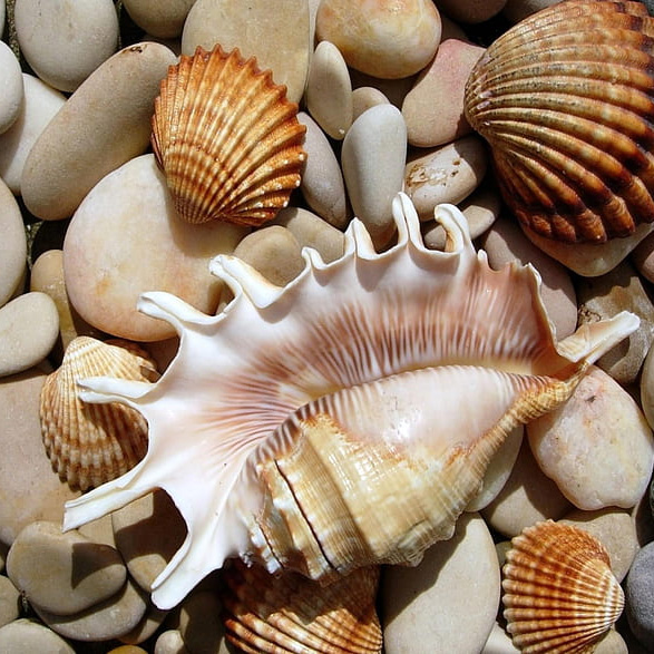 Natural Sea Shells