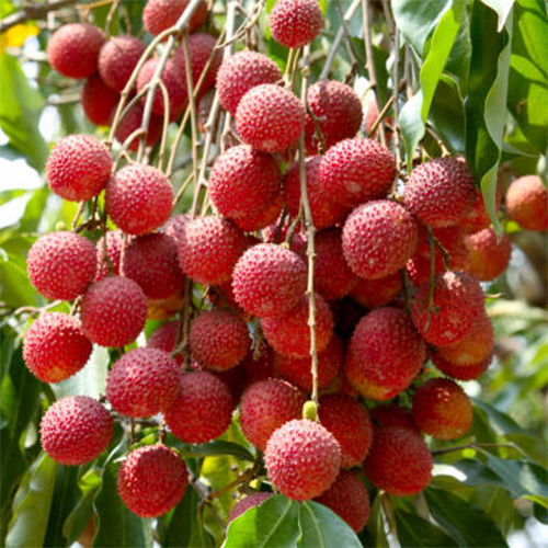 Litchi