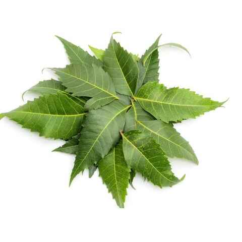 Neem