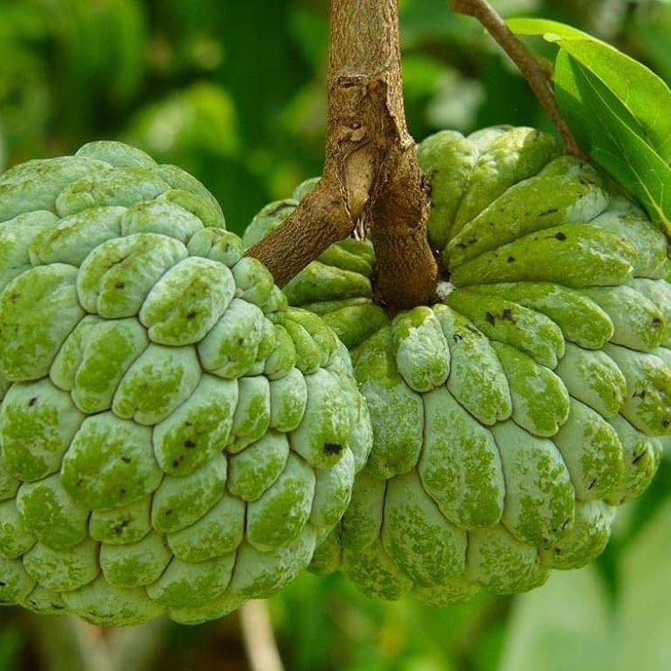 Custard Apple