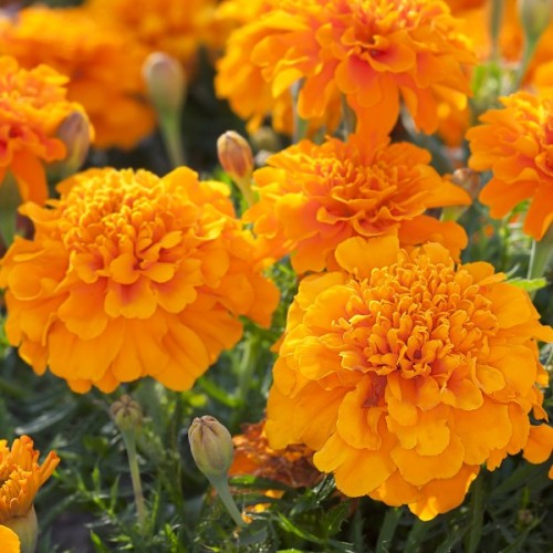 Marigold Flowers