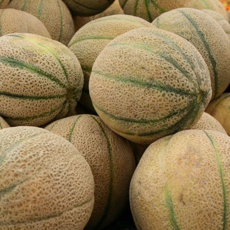 Muskmelon