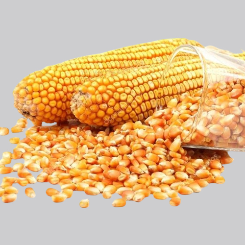 Maize