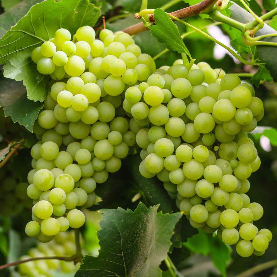 Grapes