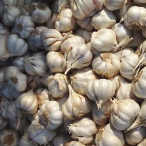 Malai Poondu Garlic