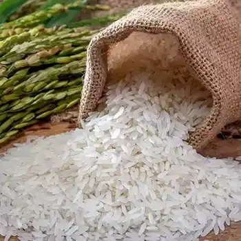 Rice