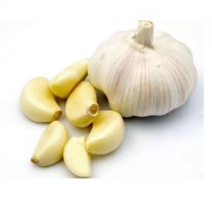 Fresh Garlic Supplier in Mandsaur