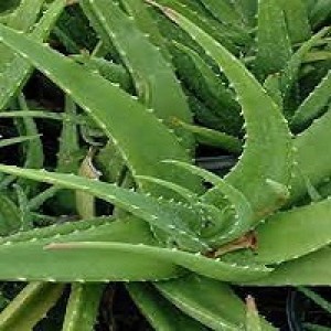 Aloe Vera Aloe Barbadensis
