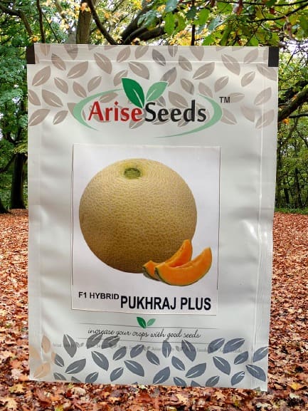 F1 Hybrid Pukhraj Plus Muskmelon Seed Supplier in punjab