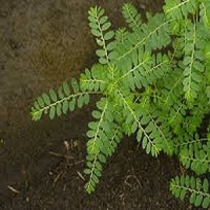 Phyllanthus Amarus Carry Me Seed