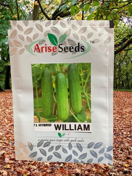 F1 Hybrid William Cucumber Seeds Supplier in france