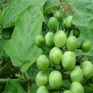 Solanum Torvum Turkey Berry