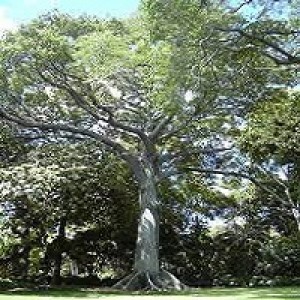 Ceiba Pentandra Kapok Tree