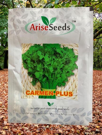 Carmen-Plus Green Coriander Seeds Supplier in andhra pradesh