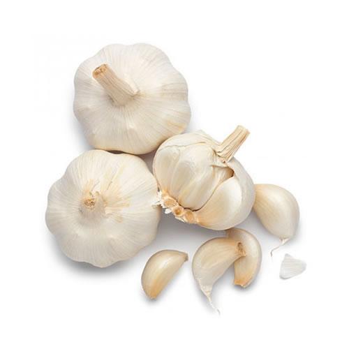 Double Bom Garlic Supplier in Mandsaur