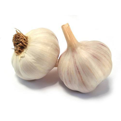 Organic Garlic Supplier in Mandsaur