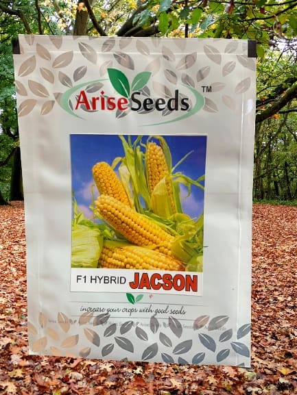 F1 Hybrid Jacson Yellow Maize Seeds Supplier in lew chew