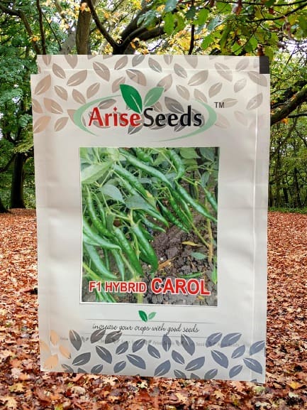 F1 Hybrid Carol Green Chilli Seeds Supplier in papua new guinea