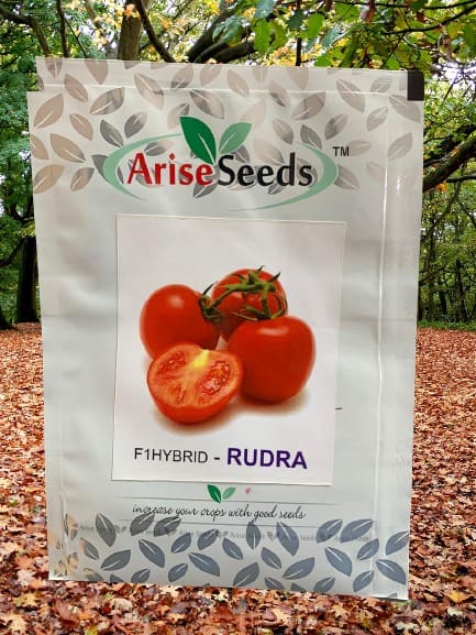 F1 Hybrid Rudra Tomato Seeds Supplier in Jaipur