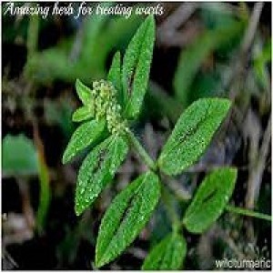 Amman Pacharisi Euphorbia